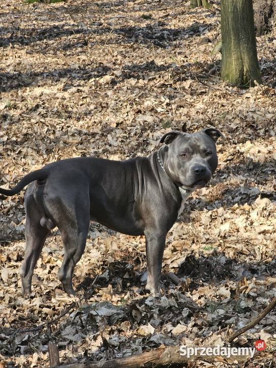 Amstaff szczeniak blue wyprawka metryka czip łódzkie Grabów