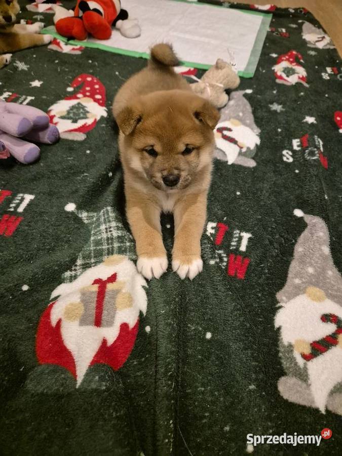 Szczeniak SHIBA INU RODOWÓD Rabka-Zdrój sprzedam