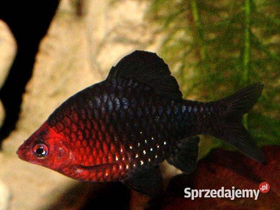 Brzanka purpurowa Pethia nigrofasciata Barbus Gdańsk