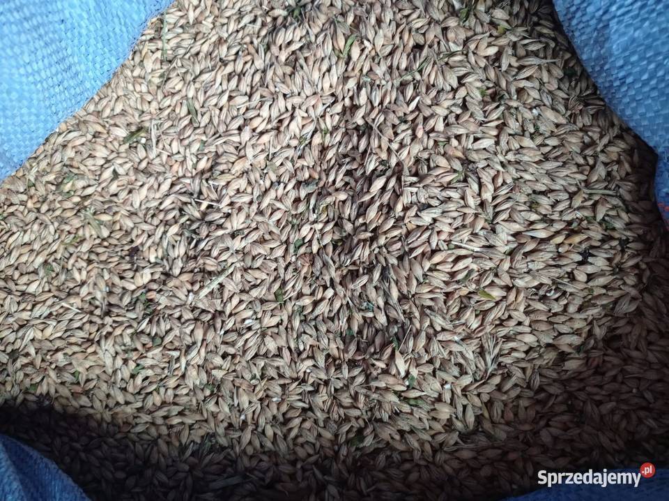Sprzedam jęczmień jary na paszę Kiełkowice sprzedam