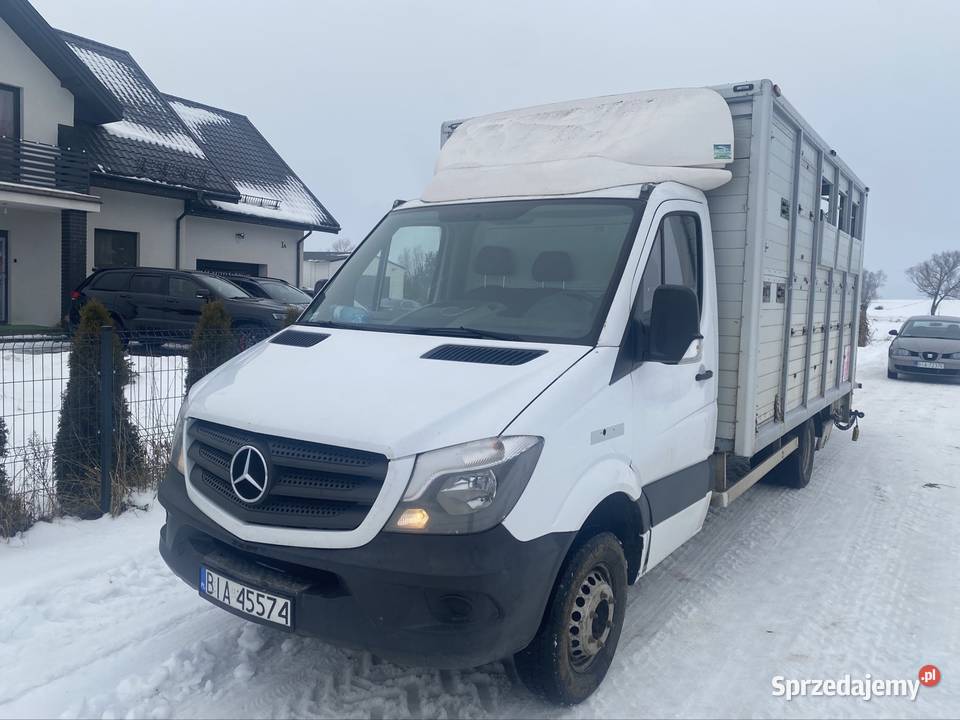 Mercedes sprinter do przewozu bydła z wagą Sawino