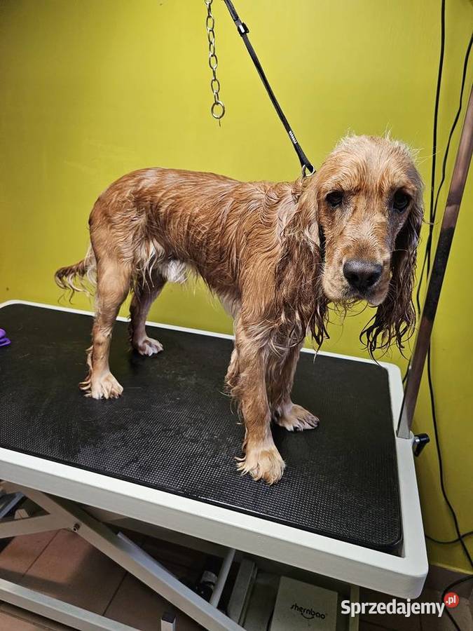 Groomer psi fryzjer pielęgnacja kąpiel Radom usługi dla zwierząt