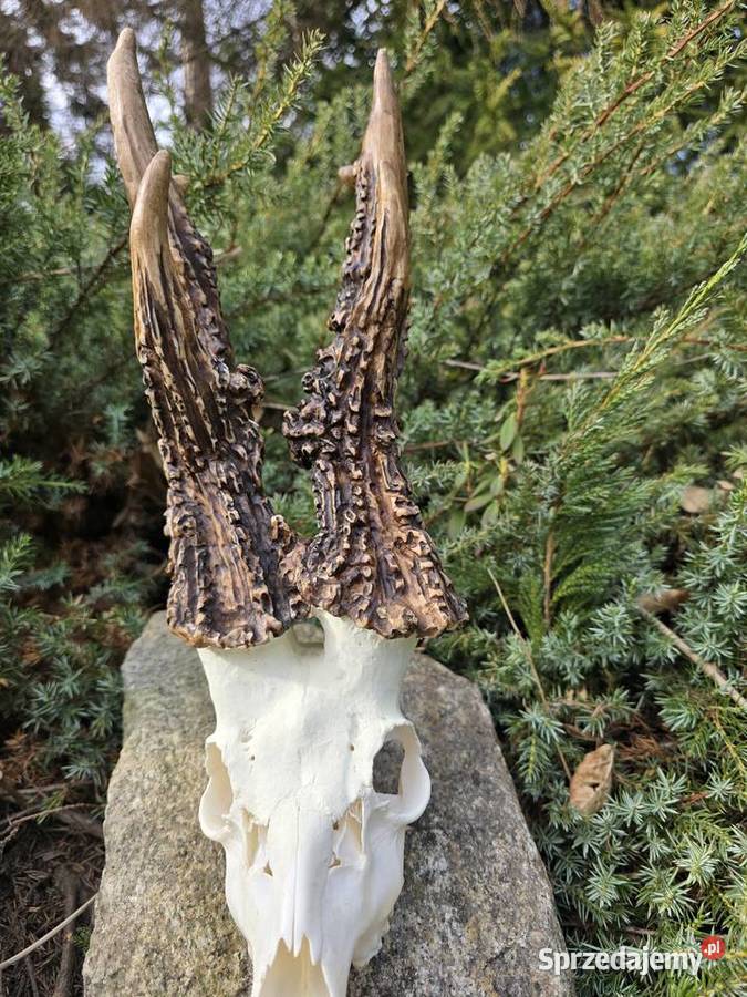 AKTUALNY VCE REKORD ŚWIATA 2006r DORSET CIC Orzesze