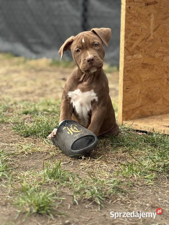 American bully xl abkc suczka szczeniak Czerlejno