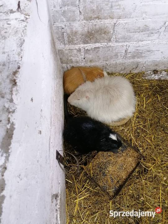 Sprzedam nutrie Dębe Wielkie sprzedam