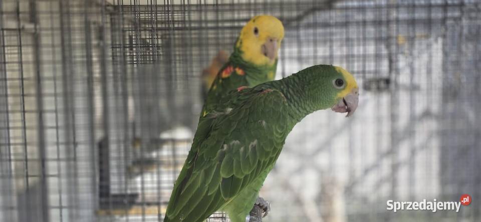 Amazonka Oratrix Magna żółtogardła Skawina sprzedam