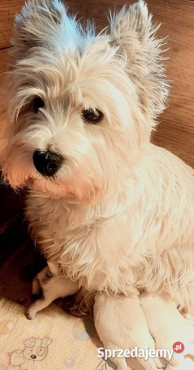 West Highland white terrier szczeniaki Pilawa sprzedam