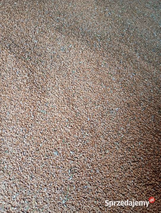 Pszenica ozima su banatus 2025 podkarpackie