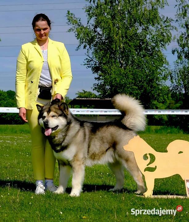 Alaskan Malamute jesień 2026 Arctic Challenge sprzedam