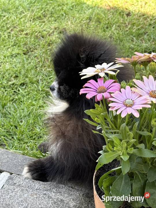 Szpic pomeranian Karl Poniszowice sprzedam