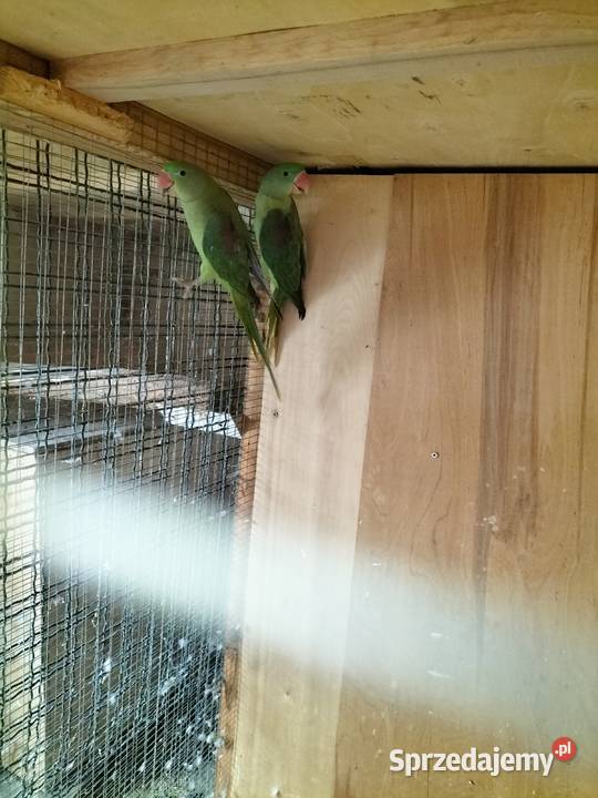 Sprzedam Aleksandręty Rakoniewice