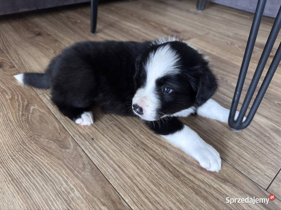 Border Collie suczka Kamień sprzedam