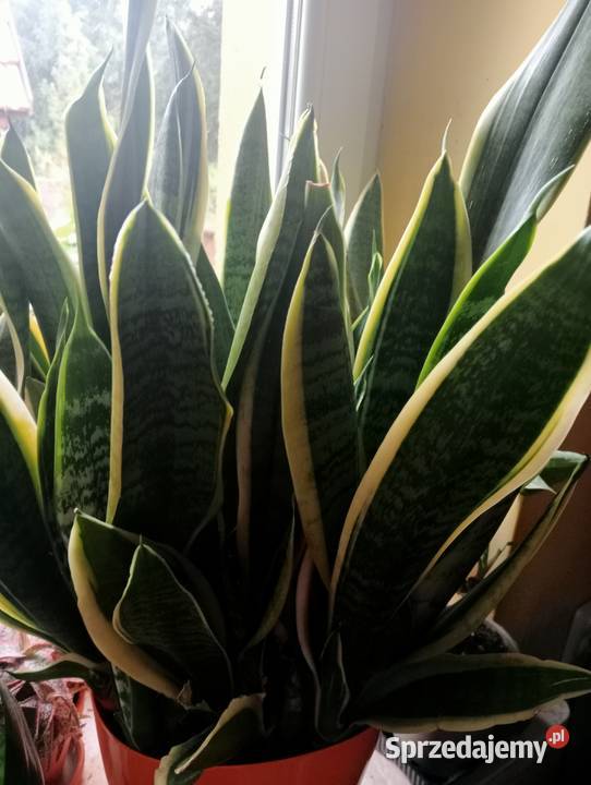 Duża sansevieria małopolskie Kraków sprzedam
