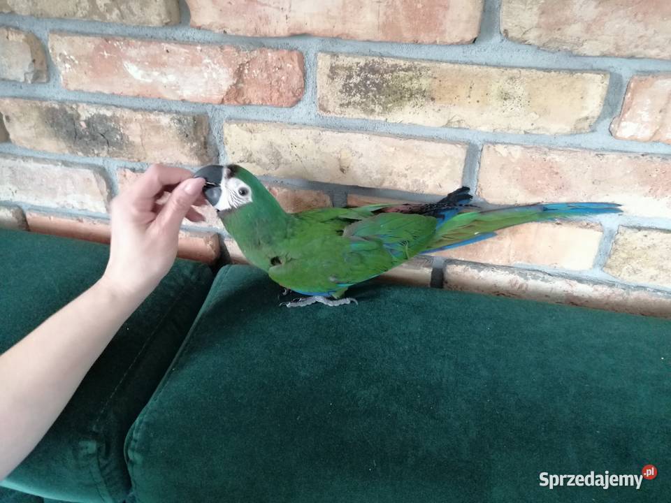 Ara Severa samiec Pamiątkowo