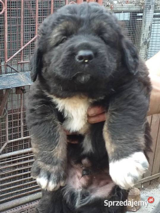 Sprzedam szczeniaki owczarek kaukaski Staszów