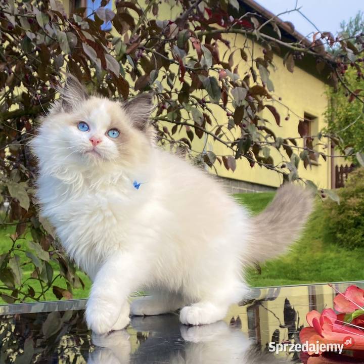 Kocurek Ragdoll gotowy do przeprowadzki