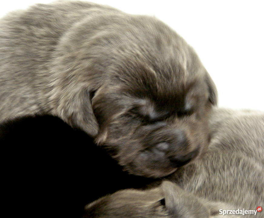 Mastif Tybetański szczeniaki Psy Helenów