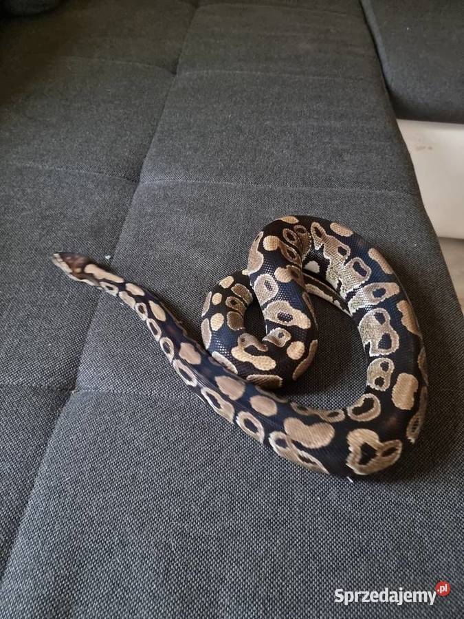 Pyton królewski samica Gady i płazy