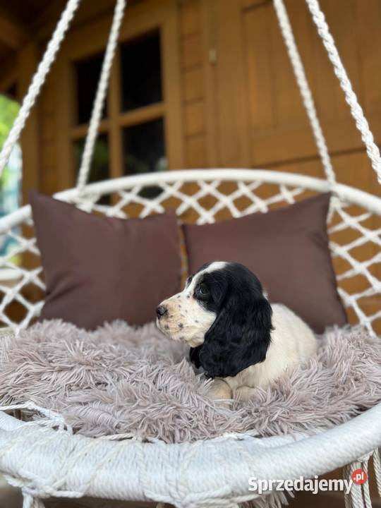 Piękny piesek Cocker Spaniel Angielski z