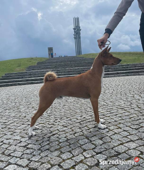Szczenięta Basenji FCI kujawsko-pomorskie Piotrków Kujawski
