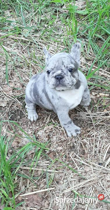 Buldog francuski suczki lilak merle Lutomiersk