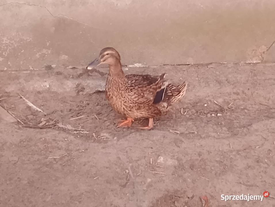 Sprzedam kaczki staropolskie