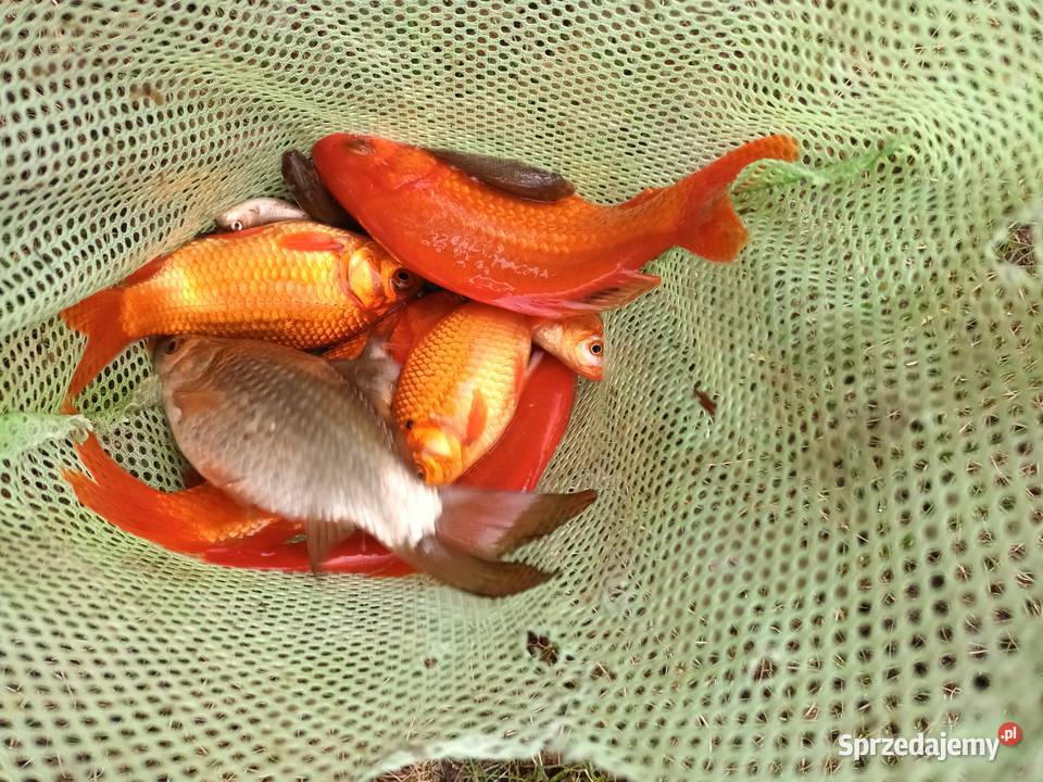 Sprzedam karasie ozdobne Ryby Zaścianki sprzedam