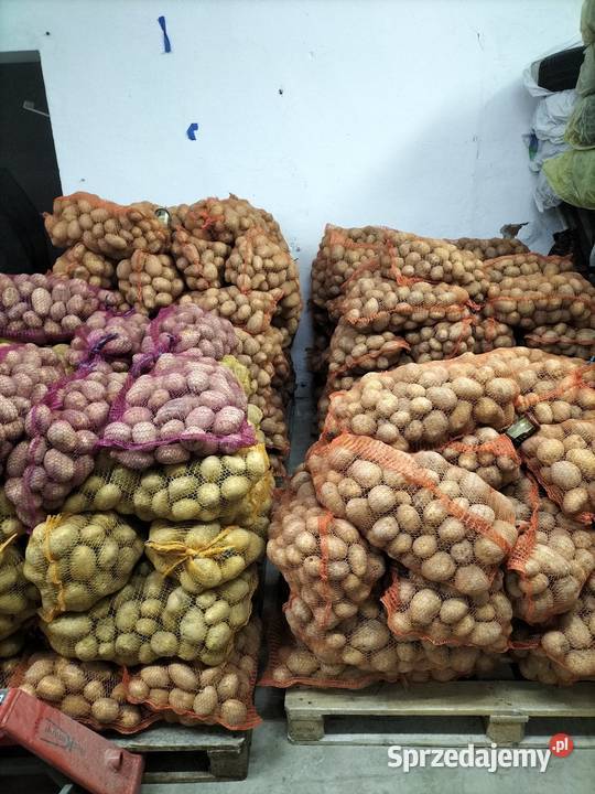 Ziemniaki SADZENIAKI Soraya świętokrzyskie Sędziszów