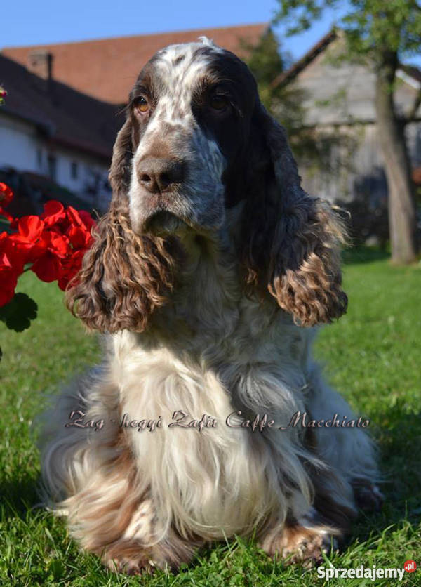 Cocker Spaniel AngielskiSuczka z metryką ZKwP Nowy Sącz