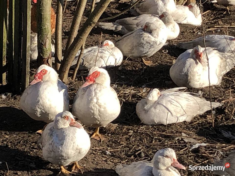 Dorosłe kaczki piżmowe z poprzedniego roku Nowa Korzeniówka