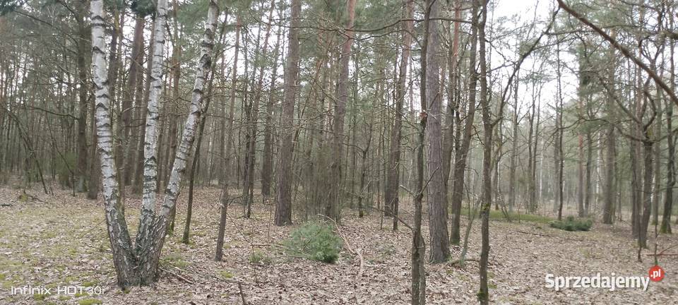 Sprzedam las Żmijewo-Kuce sprzedam