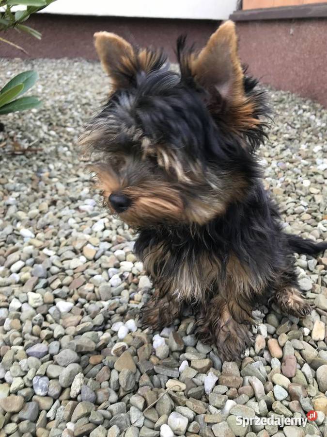 Śliczny mały York śląskie Cieszyn