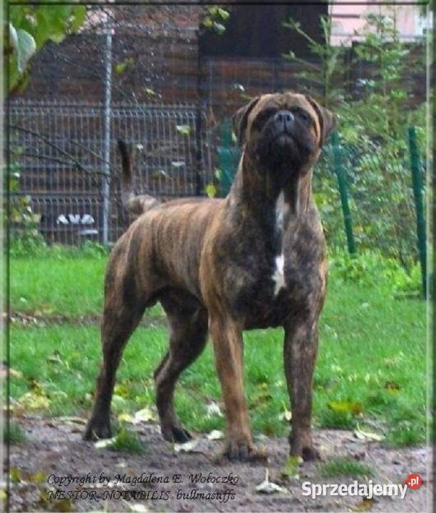 Bullmastiff zapowiedź miotu Lublin