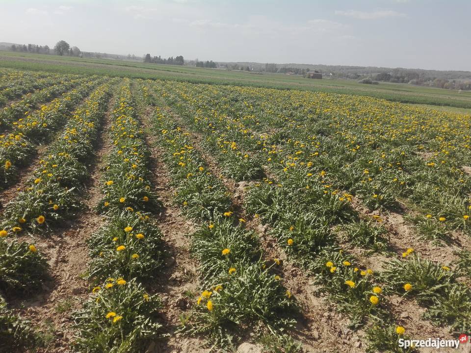 Mniszek lekarski nasiona lubelskie Krasnystaw