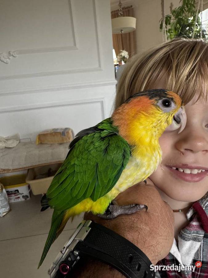 Barwinka Białobrzucha śląskie Kobiernice