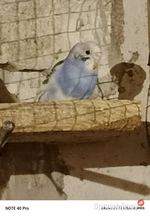 Sprzedam papugi faliste Gorzkowice