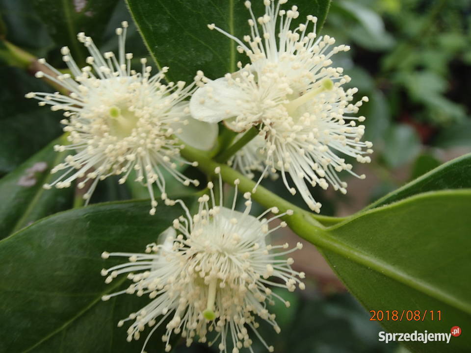 Gujawa truskawkowa Psidium cattleianum 30 Łódź sprzedam