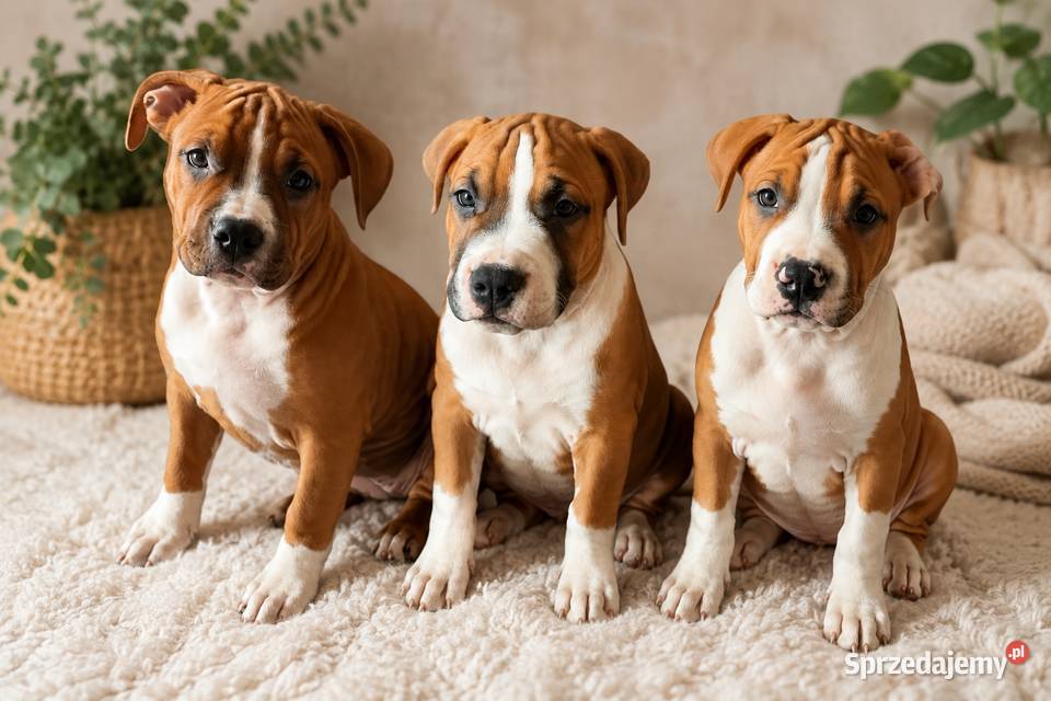 Amstaff FCI - gotowy do odbioru