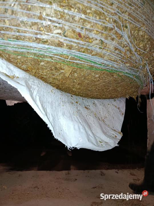 Kiszonka z kukurydzy w belach, balotach