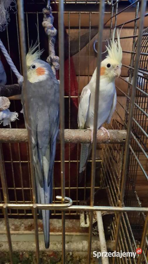 Sprzedam Rozelle Królewskie Nimfy Papugę Kozią Brudzeń Duży