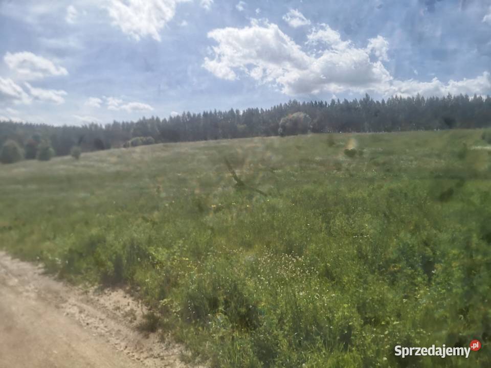 Sprzedam działkę rolną o pow 428ha Piłaki Wielkie