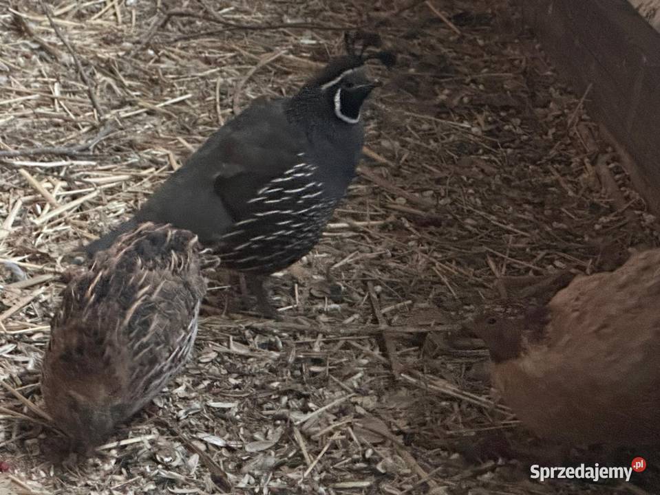 Przepiórki japońskie i texas Zwierzęta Brzesko