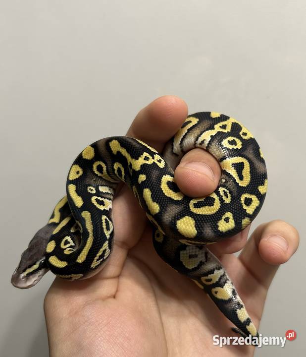 Pyton Królewski PASTEL MOJAVEPHANTOM samiec