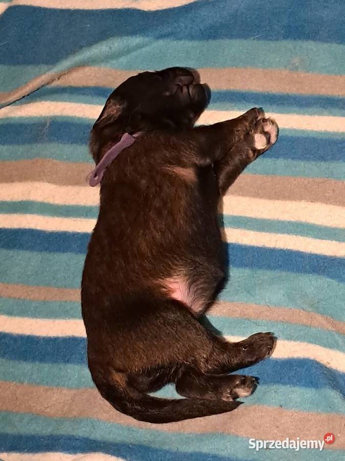 Leonberger szczenięta małopolskie Kraków sprzedam