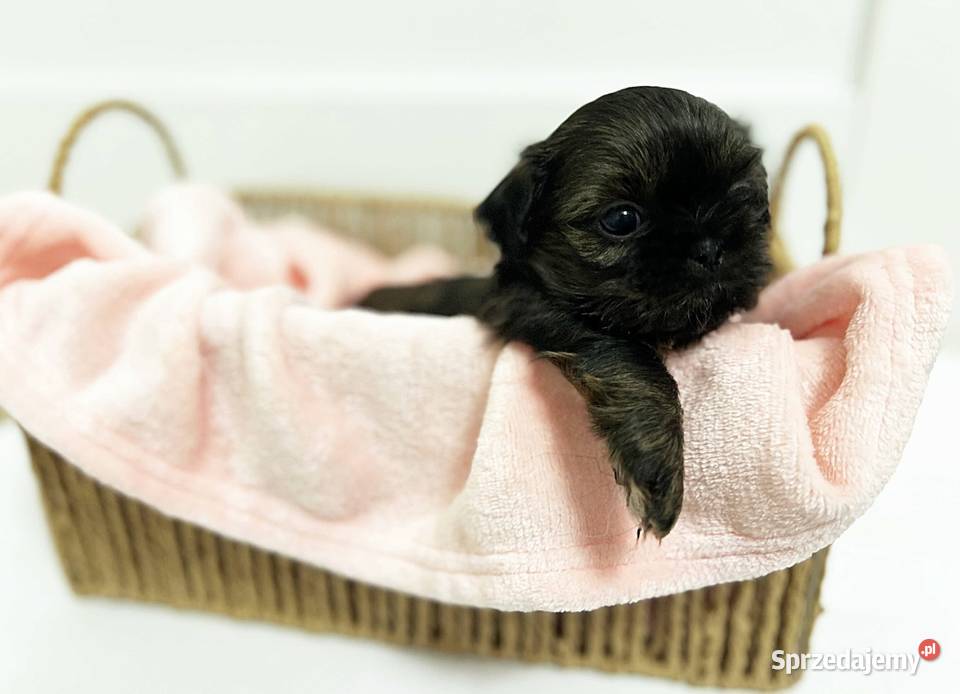 Shih tzu maleństwo Shih Tzu Świdnica