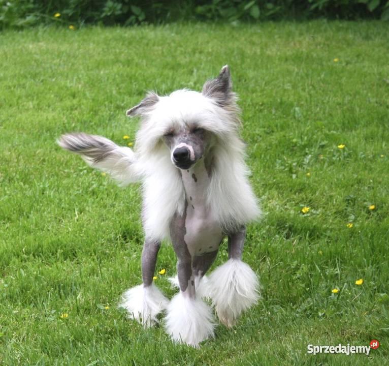 efektowny piesek chiński grzywacz