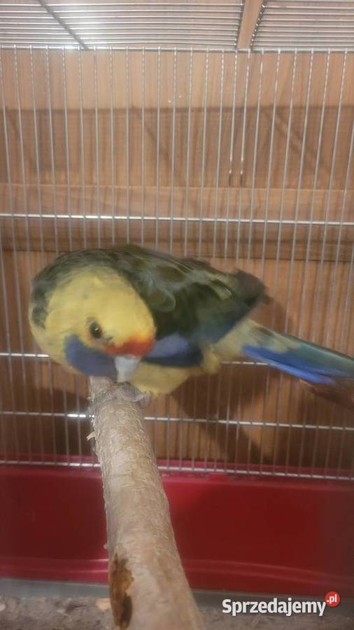 Rozella kaledońska małopolskie Wieliczka sprzedam