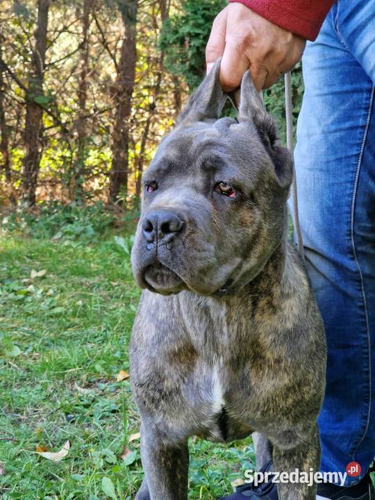 Cane Corso FCI Jakubowice Konińskie sprzedam