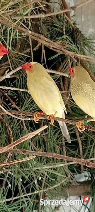 Astryld trzcinowy Trzciniaki Samica Oleśnica