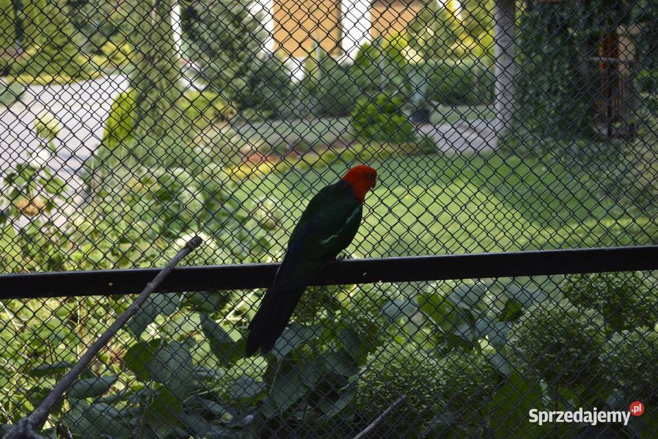 Papugi szkarłatki królewskie Rzeszów